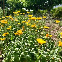 Resina Calendula