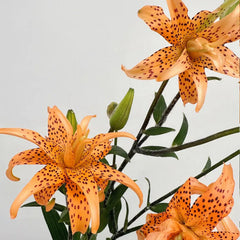 Old-Favorite Tiger Lily Seeds