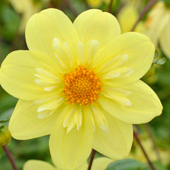 Bright Yellow Dahlia Seeds