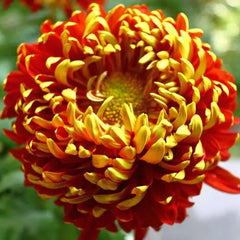 Golden-Backed Scarlet Chrysanthemum
