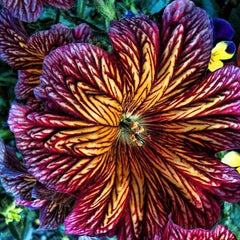 Chilean Morning Glory Seeds