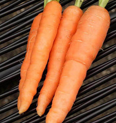 Scarlet Nantes Carrot 300 Seeds