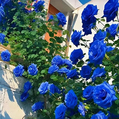 Repeat Blooming Climbing Rose Seeds - Luck Rises