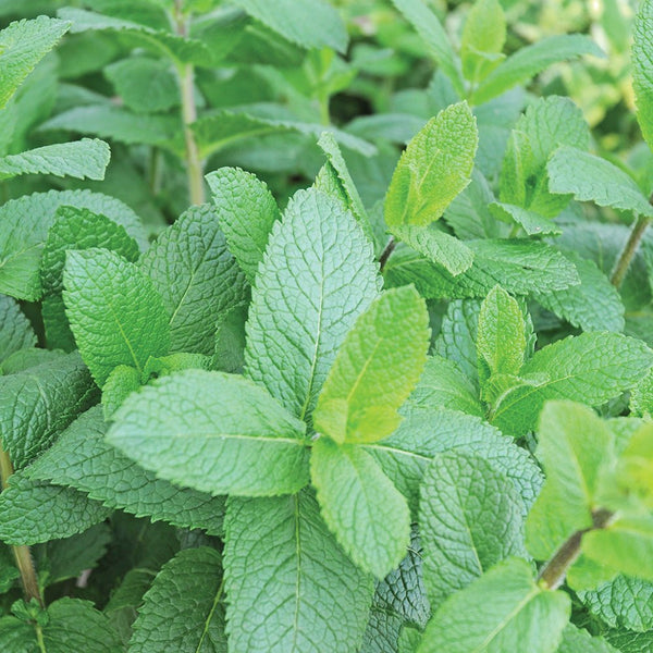 Spearmint Seeds, 200mg