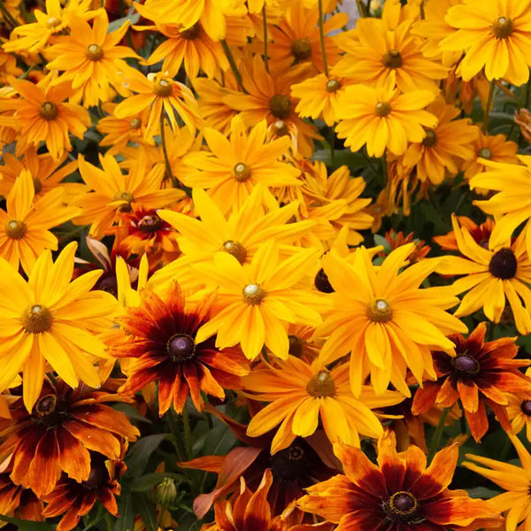 Autumn Colors Rudbeckia
