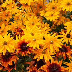 Autumn Colors Rudbeckia