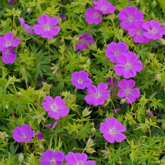 New Hampshire Purple Geranium