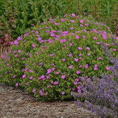 New Hampshire Purple Geranium