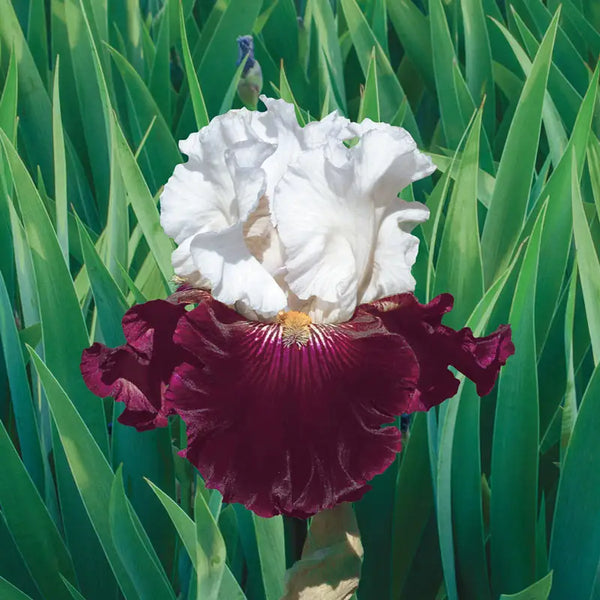 Twist of Sheree Reblooming Bearded Iris