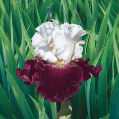 Twist of Sheree Reblooming Bearded Iris