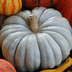 Blue Pumpkin Seeds