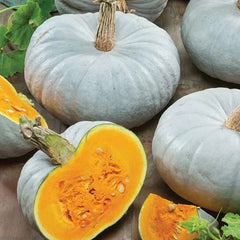 Blue Pumpkin Seeds