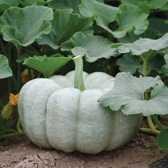Blue Pumpkin Seeds