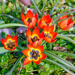 Little Princess Tulip