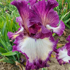 Mulberry Swirl Bearded Iris