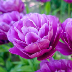 Peony Tulip Flowering Collection