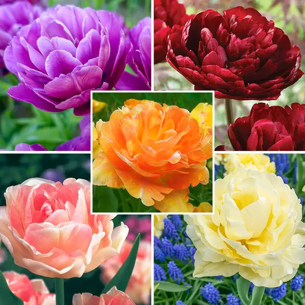 WOW! Peony-Flowering Tulip Collection