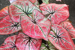 Tequila Sunrise Caladium Bulbs for Planting - Perennial Hosta, Elephant Ears, Fancy (5 Bulbs) - Seedsplant