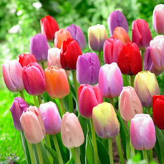 Wow Pride Perennial Tulip Mixture