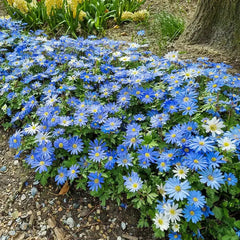 Blue Shades Grecian Windflowers