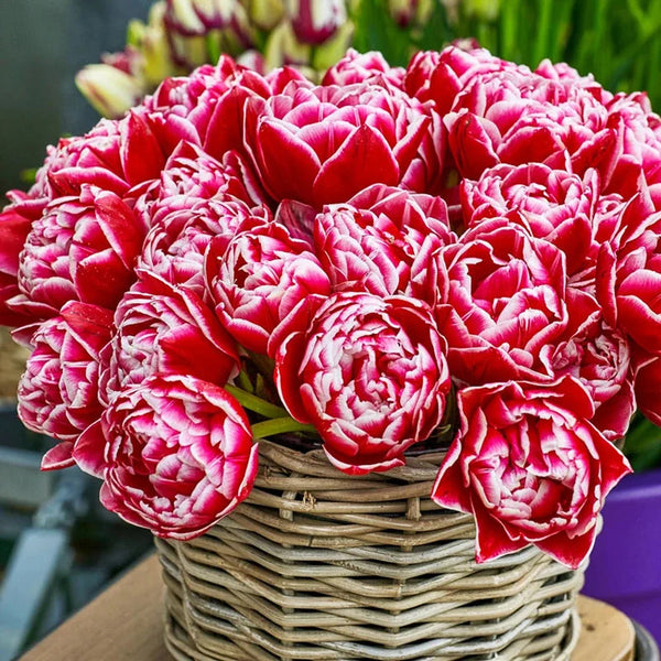 Columbus Tulip
