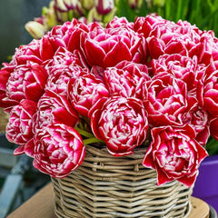 Tulip Columbus