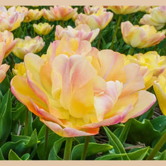 Creme Upstar Tulip