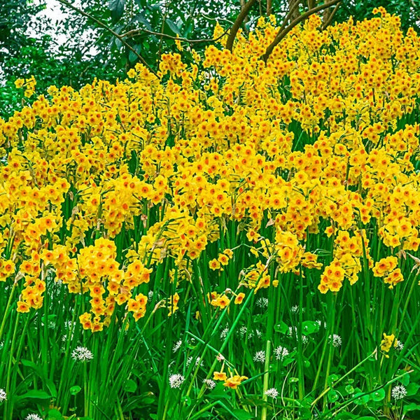 Martinette Daffodil