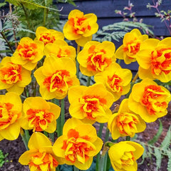 Sizzling Fire Daffodil