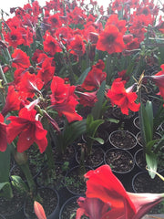 Amaryllis Red Lion Growing Kit. Includes: Big Red Lion Bulb, Plastic Pot and Saucer, and Professional Growing Medium