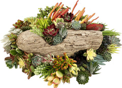 Assorted Live Succulent Cuttings, No 2 Succulents Alike, Great for Terrariums, Mini Gardens, and as Starter Plants by The Succulent Cult live succulents plants