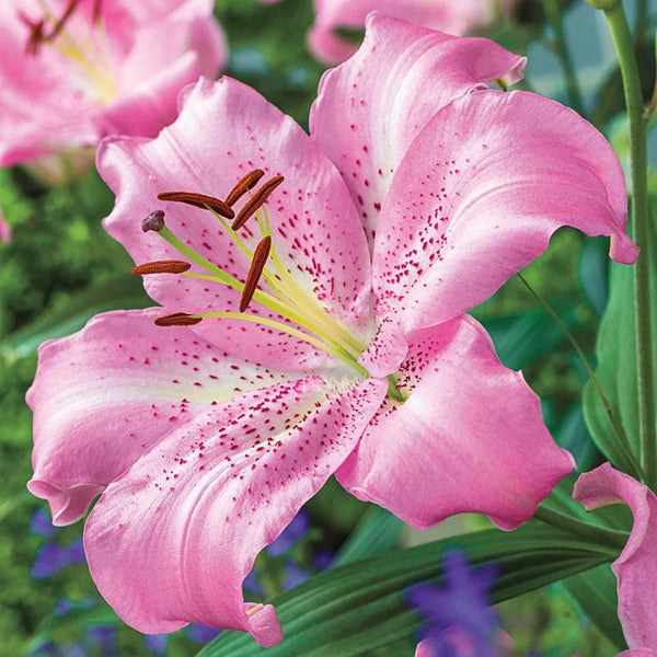 Josephine Lily