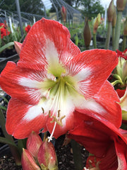 Amaryllis Minerva Holiday Gift Growing Kit. Includes: Big Minerva Bulb, Plastic Pot and Saucer, and Professional Growing Medium Bulb Size:24-28cm