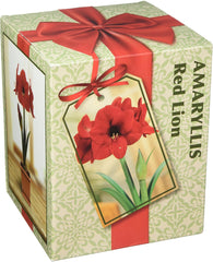 Amaryllis Growing Kit. Includes: Big Red Lion Bulb, Plastic Pot and Saucer, and Professional Growing Medium Bulb Size:24-28cm