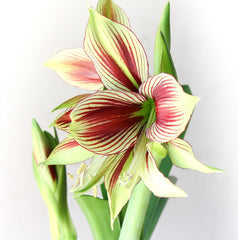 Easy to Grow Amaryllis 'Papilio Butterfly' Plant Bulb (1 Pack) - Exotic Green & Red Striped Blooms for Indoors & Outdoor Gardens Bulb Size:20cm+
