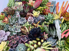 Assorted Live Succulent Cuttings, No 2 Succulents Alike, Great for Terrariums, Mini Gardens, and as Starter Plants by The Succulent Cult live succulents plants