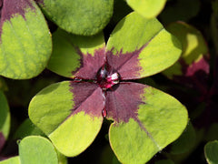 Easy to Grow Oxalis Shamrock 'Iron Cross' Plant Bulbs (20) - Green & Purple Foliage & Pink Flowering Blooms for Indoor & Outdoor Gardens