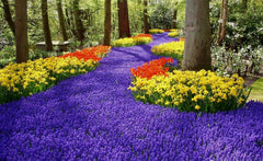 30 Grape Hyacinth Bulbs-muscari Armeniacum, Called Grape Hyacinth, Spring-Blooming Bulbs~Now Shipping, Pepennial