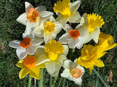 10 Daffodil Trumpet Mixture