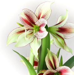 Easy to Grow Amaryllis 'Papilio Butterfly' Plant Bulb (1 Pack) - Exotic Green & Red Striped Blooms for Indoors & Outdoor Gardens Bulb Size:20cm+