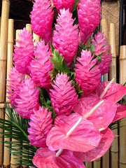 Hawaiian Pink Ginger Plant Root - 1 Pk - 2 Roots pp Discount Hawaiian Gifts