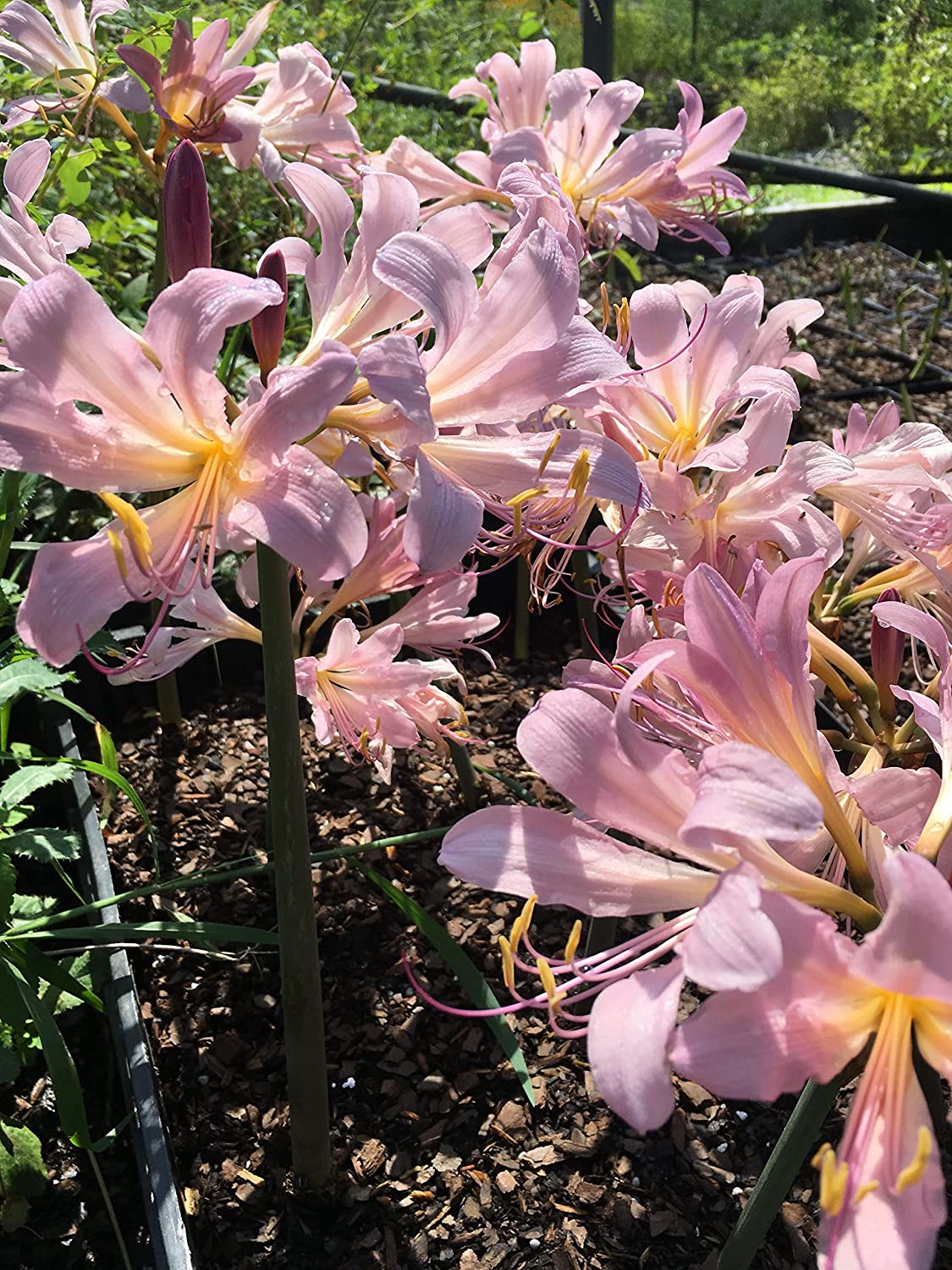 spider lily pink spider plant Bareroot Pink Spider Lily Lycoris Radiata Bulbs Hurricane Cluster Amayllis Growing Bonsai Roots Rhizomes Corms Tubers Potted Planting Reblooming Fragrant Garden Species Blooms Flower Seeds Plant Gardening
