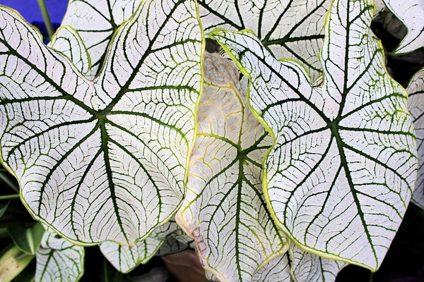 6 White Candidum Caladium Bulbs for Planting - Perennial Hosta, Elephant Ears