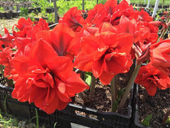 Double Dragon Amaryllis Bulb - Double Blooming Amaryllis, Easy to Grow Bulbs Size:24/26cm amaryllis bulbs for planting indoors amaryllis bulb amaryllis bulbs amaryllis bulbs for sale amaryllis bulbs near me amaryllis bulbs uk