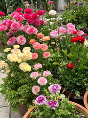 20 Pack Ranunculus Mixed Color Bulbs Buttercup Bulbs Perennial Flower Bulbs for Planting in Gardens,  ranunculus bulbs