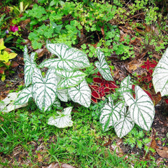Caladium Bicolor Seeds Angel Wings Tropical Perennial Heavy Shade Tolerant Containers Beds Borders Indoor Oudoor 100Pcs Mixed Herb Seeds by YEGAOL Garden