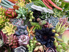 Assorted Live Succulent Cuttings, No 2 Succulents Alike, Great for Terrariums, Mini Gardens, and as Starter Plants by The Succulent Cult live succulents plants