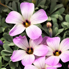 Easy to Grow Oxalis Shamrock 'Iron Cross' Plant Bulbs (20) - Green & Purple Foliage & Pink Flowering Blooms for Indoor & Outdoor Gardens