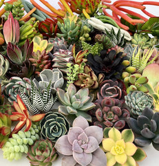 Assorted Live Succulent Cuttings, No 2 Succulents Alike, Great for Terrariums, Mini Gardens, and as Starter Plants by The Succulent Cult live succulents plants
