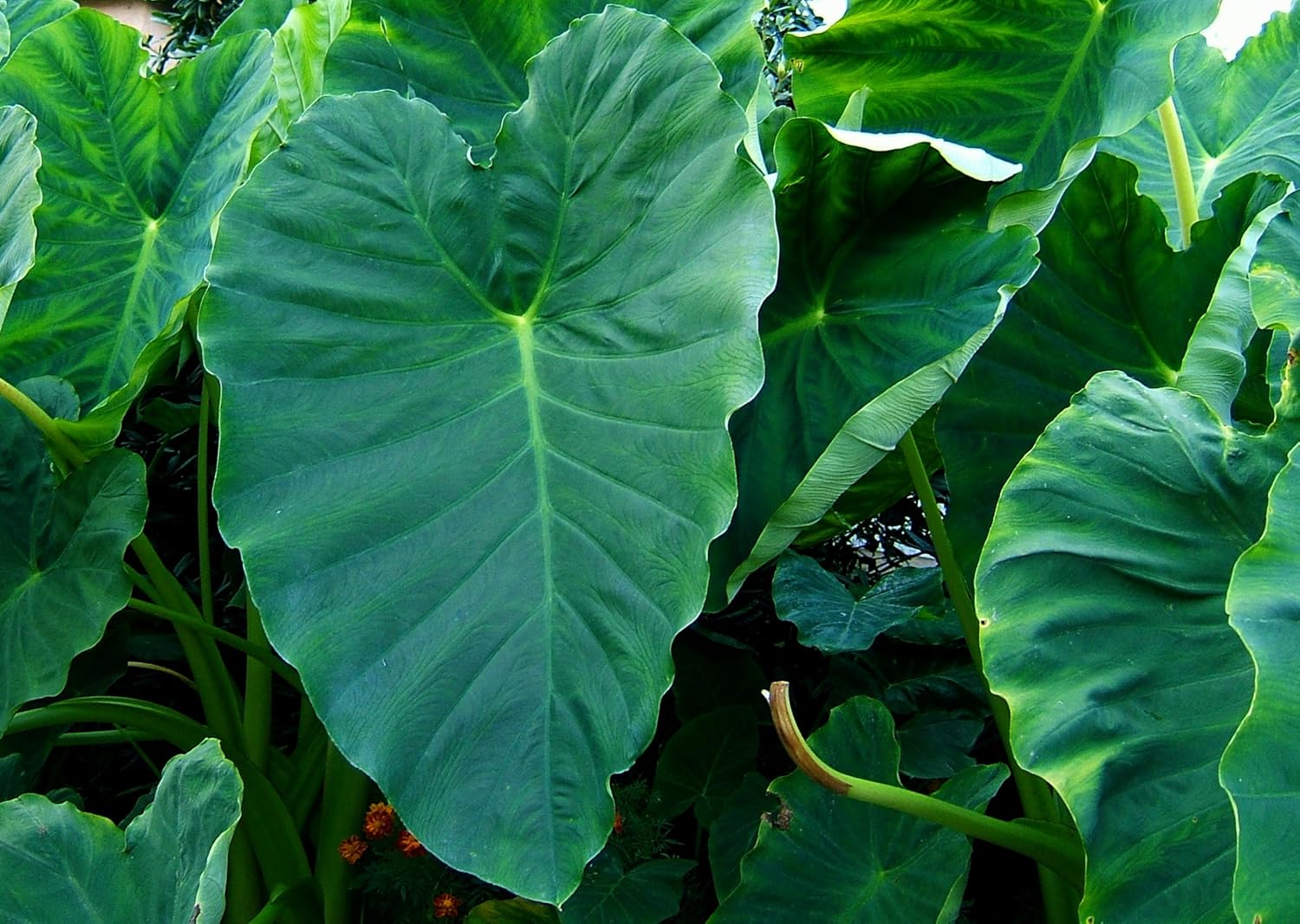 3 Bulbs Colocasia esculenta, Green Taro, cocoyam, taro, Elephant Ears Bulbs Taro